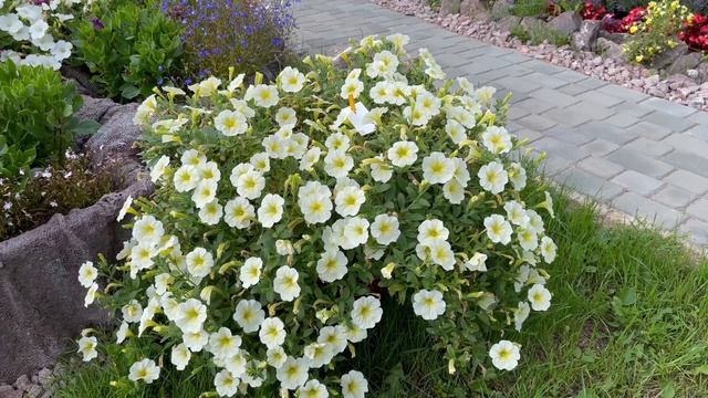 Ампельная Петуния ОПЕРА СУПРИМ. Экспертное мнение. смотреть онлайн