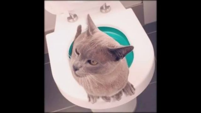 кошка сидит в лотке просто так смотреть онлайн