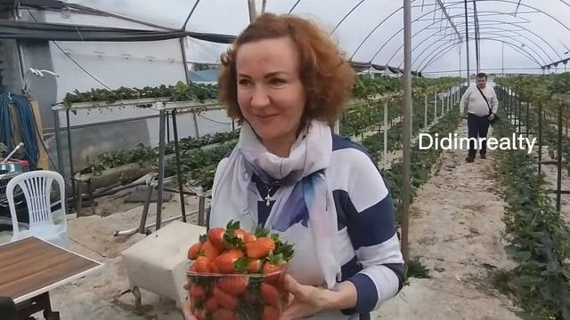 Клубничный мир - теплицы с подвесными грядками клубники в Дидиме ?? смотреть онлайн