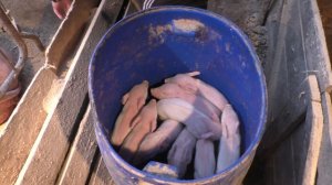 Делаем прививки поросятам