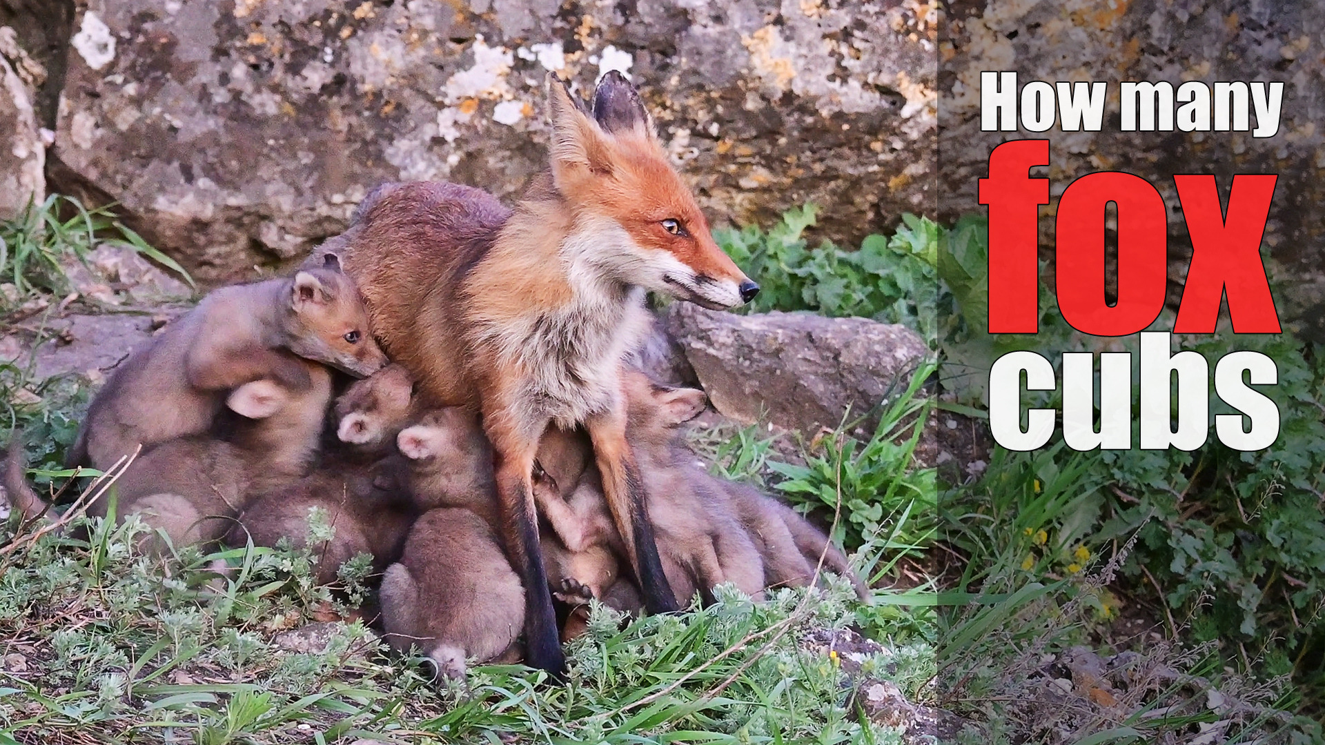 Сколько лисят может быть у одной лисы? Новый мировой рекорд!? смотреть онлайн
