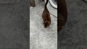 Абиссинская кошка нападает!!!!!!Очень злая!!!Кошмар!!!!