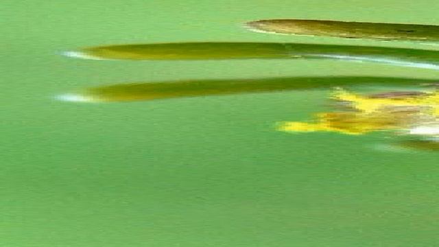 Печёночные мхи смотреть онлайн