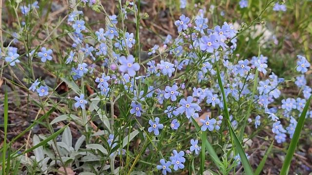 Природа Сибири Цветет незабудочник Eritrichium pectinatum Не незабудка "Небесные" цветы смотреть онлайн