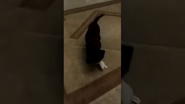 Хан Соло (Han Solo) смотреть онлайн