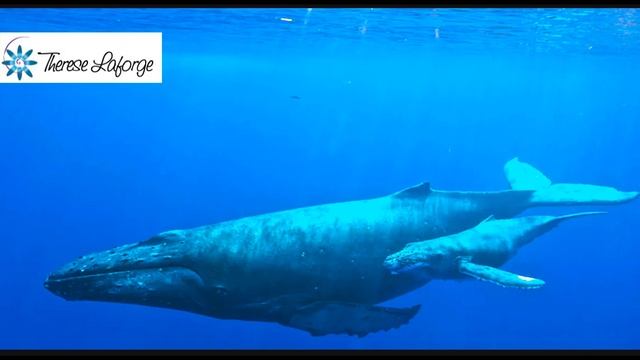 Crystal Bowls & Whale Song Meditation смотреть онлайн