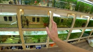 Аквариум для пецилии тукседо