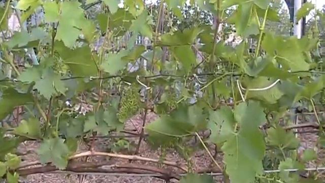 Как правильно посадить и вырастить хороший виноград ч.2 смотреть онлайн