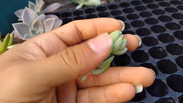 Poda de suculentas. Como multiplicas a Graptopetalum Paraguayense смотреть онлайн