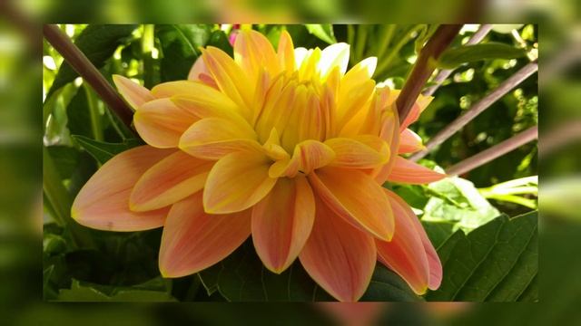 Добрый День?☕ Хорошего Дня! Удачи! Отличного Настроения? Красивая музыкальная открытка Добрый день! смотреть онлайн