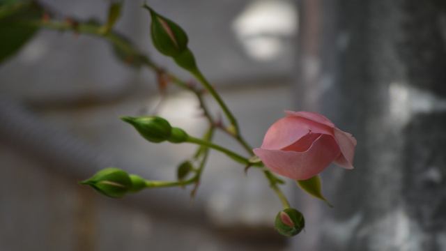 цветы смотреть онлайн