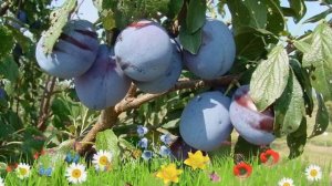 Слива обыкновенная Заречная ранняя ? Посадка и уход. саженцы, крупномеры сливы: особенности сорта