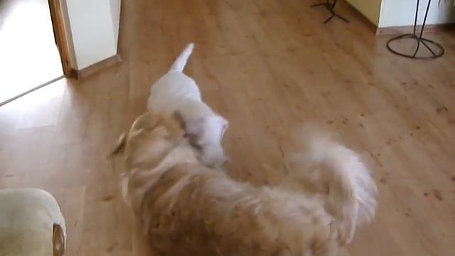 Бесилки собак 2.MP4 смотреть онлайн