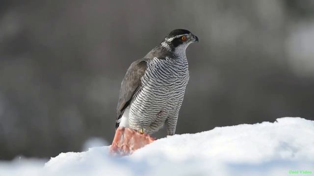 Ястреб-тетеревятник (Northern Goshawk)