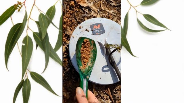 Minelab GPX 6000 | Victoria | Australia | September 2023 | Central Goldfields | I got a nugget смотреть онлайн