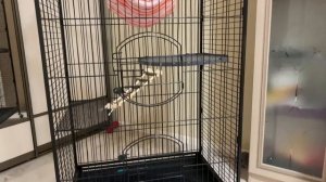 Выбираем клетку для крыс? Какая клетка для крыс лучше? Клетки Triol С4-1 и Ferplast Barn 100