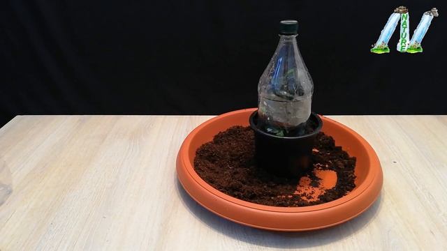 How to grow Ficus Benjamina from cutting branch very easy смотреть онлайн