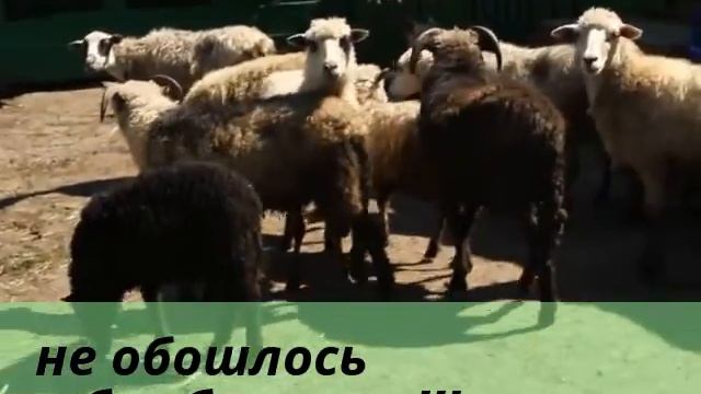 Йоркширский терьер. Привет козлы, бараны и коты...Деревня и животные. смотреть онлайн