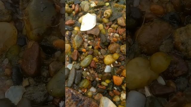 Water clam "worm" смотреть онлайн