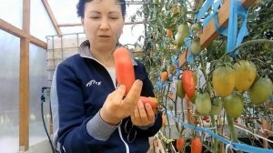 сортовые томаты  ХОХОЛОМА ЧУХЛОМА АУРИЯ обзор