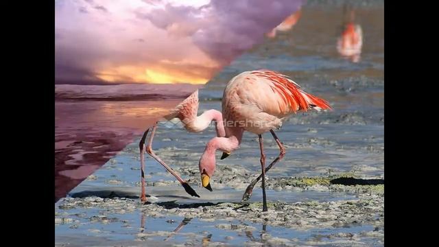 Lake Laguna Colorado, Bolivia-Озеро Лагуна Колорадо, Боливия смотреть онлайн