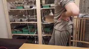 Моя первая адская пикировка овсяницы сизой