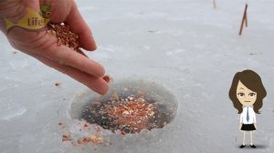 Лучшая прикормка для плотвы зимой! Чем прикормить плотву к точке ловли зимой?