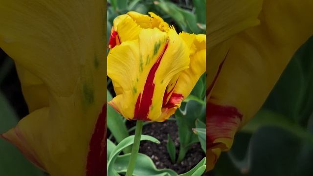 Shades Of Tulips & Lamprocapnos Spectabilis_I.#srdcovka #nadherna #dicentra