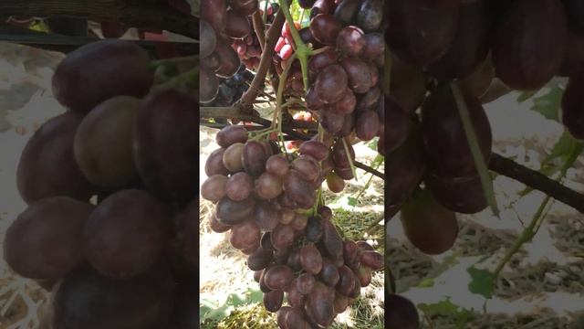 г.ф. столового винограду Рембо, киш миш Спокуса, Еверест, Олімп, Краса Балок смотреть онлайн