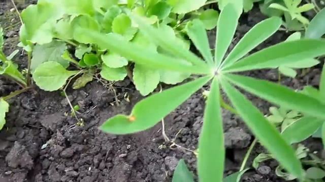 Мои цветы-двулетники . Какие под снегом смотреть онлайн