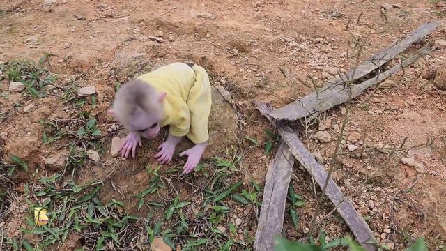 Little monkey Bubu was frightened and sad when he discovered a dead chicken смотреть онлайн