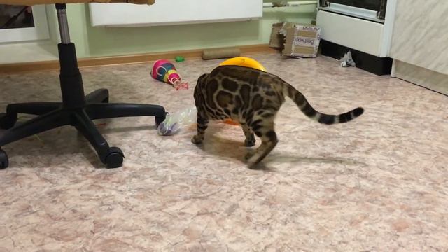 Бенгальский кот Тигр и интерактивная игрушка смотреть онлайн