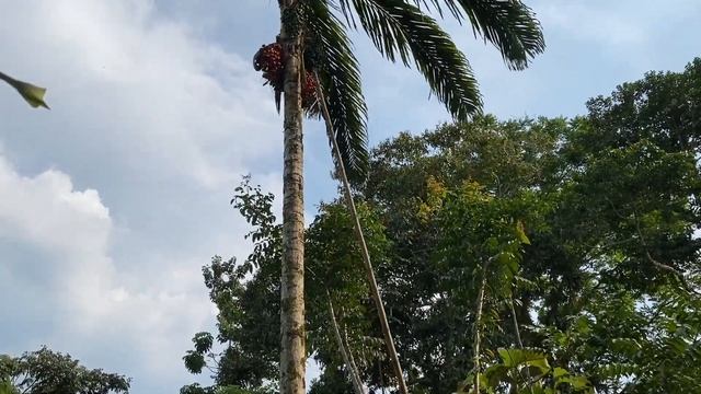 CHONTA Die vegane Wollmilchsau ? смотреть онлайн