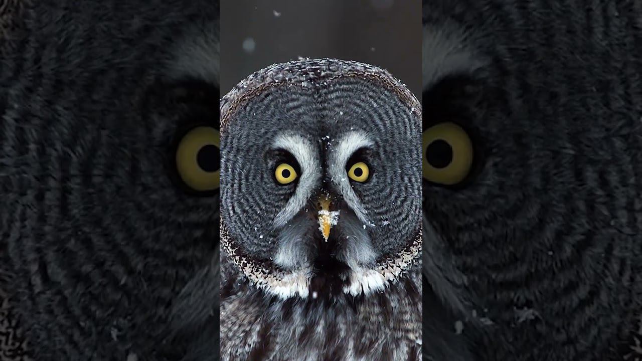 Beautiful owl смотреть онлайн