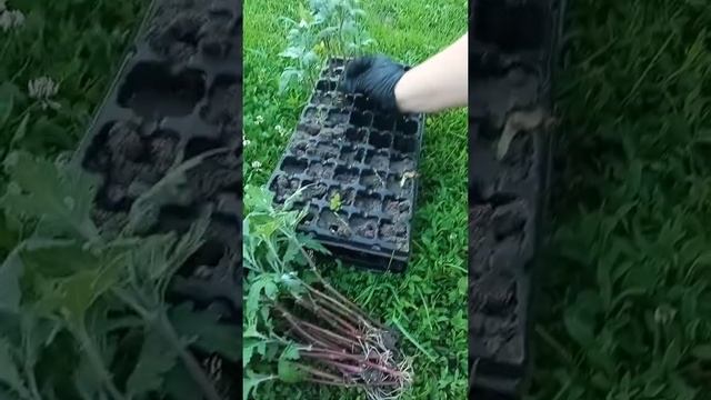 Розсада хризантем. смотреть онлайн