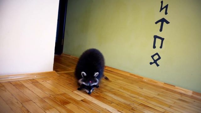 Реакция на ПОЛНУЮ ВАННУЮ КУКУРУЗНЫХ ПАЛОЧЕК ЕНОТА ХАЙПА И КОТА ШТИРЛИЦА смотреть онлайн