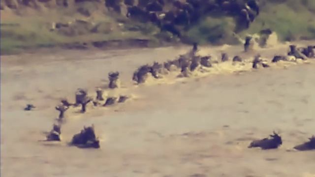 Переправа через реку Масаи Мара смотреть онлайн