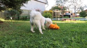 24 ЧАСА ГОВОРЮ ДА КОТУ КЕВИНУ И СОБАКЕ БИЛЛИ