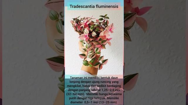 TRADESCANTIA FLUMINENSIS смотреть онлайн