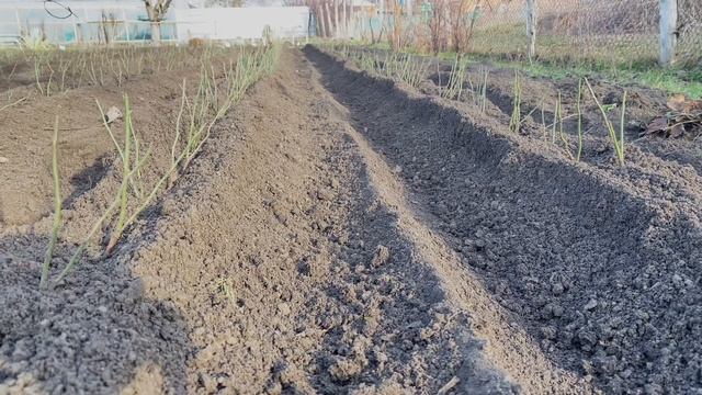 Посадка подвоя шиповника для роз / мультимотор SHTIiL в использовании смотреть онлайн