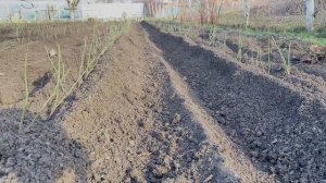Посадка подвоя шиповника для роз / мультимотор SHTIiL в использовании