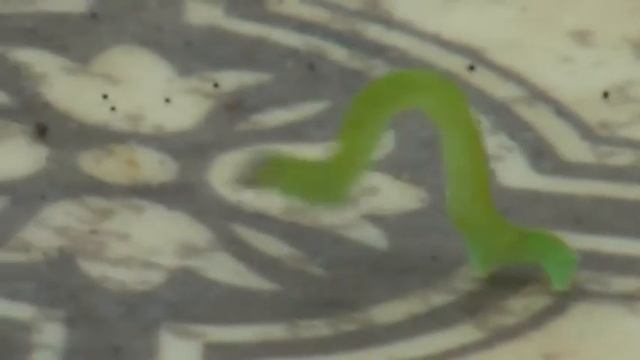 Гусеница в России смотреть онлайн