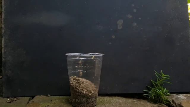 HOW TO GROW MAHOGANY FROM SEED 