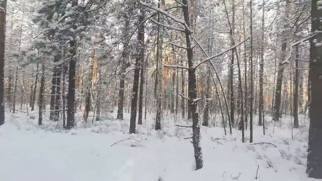 KOMATSU931хс Часть первая! Заточка цепей, вахтовый инструмент,работа, ремонт, смотреть онлайн