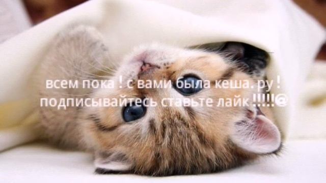 Посмотрите какие бывают котики !!! смотреть онлайн