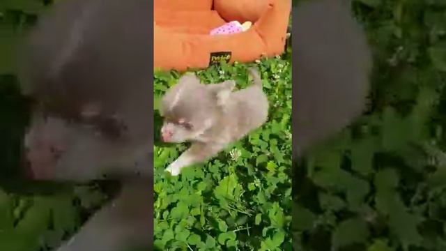 Супер-мини лиловый мальчик чихуахуа смотреть онлайн