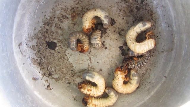 Сорт картофеля Импала! Уборка картофеля с огорода! смотреть онлайн