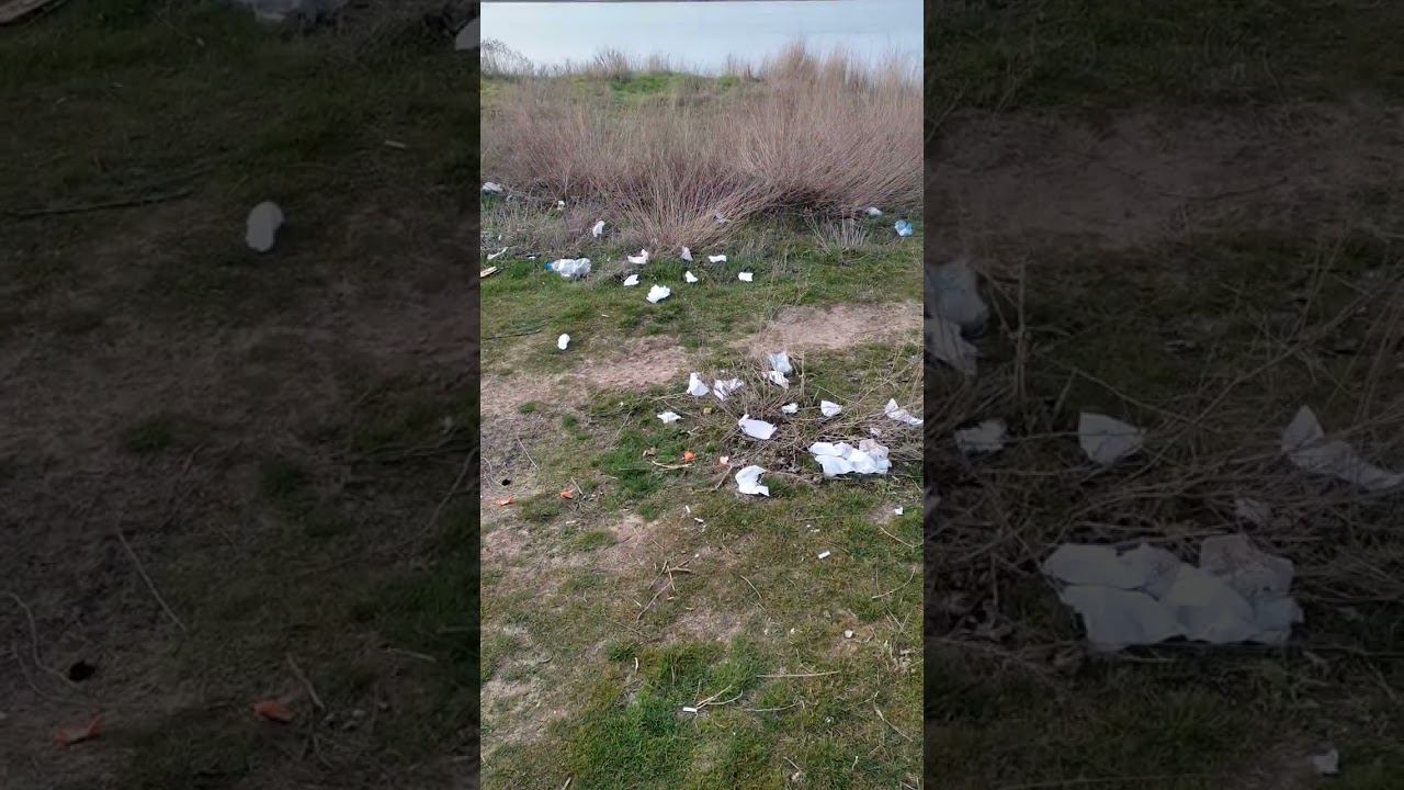 Евпаторийские двуногие свиньи! #shotrs #февраль2024 # #евпатория #интересно #природа смотреть онлайн