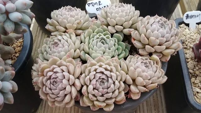 #멕시코미니마 퐁당빠지다❤ #다육이 смотреть онлайн