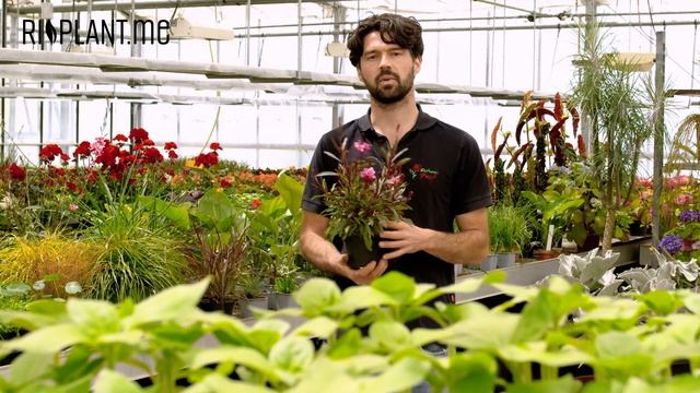 Prachtkerze ‘Bellezza‘ (Gaura Lindheimeri) | Riplant.me